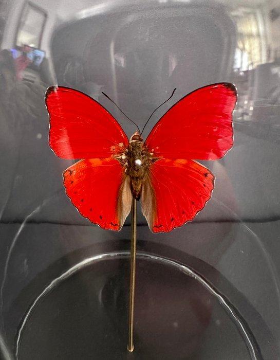 Vlinder Taxidermie volledige montage - Cymothoe Sangaris -, Antiek en Kunst, Curiosa en Brocante