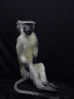 Vervet Monkey fullmount Bot - Chlorocebus pygerythrus - 25, Nieuw