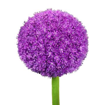 Bloembollen - 8 x Allium  Ambassador  - paars beschikbaar voor biedingen