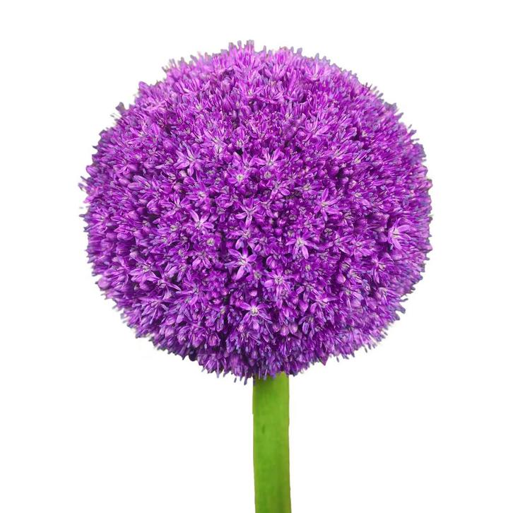 Bloembollen - 8 x Allium  Ambassador  - paars, Tuin en Terras, Bloembollen en Zaden, Bloembol, Voorjaar, Volle zon, Verzenden