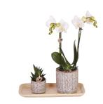 Kolibri Orchids | Plantenset Untamed Nature small | Groene p, Tuin en Terras, Verzenden