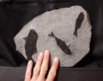 Gefossiliseerd geleed skelet - mortary plate with 3