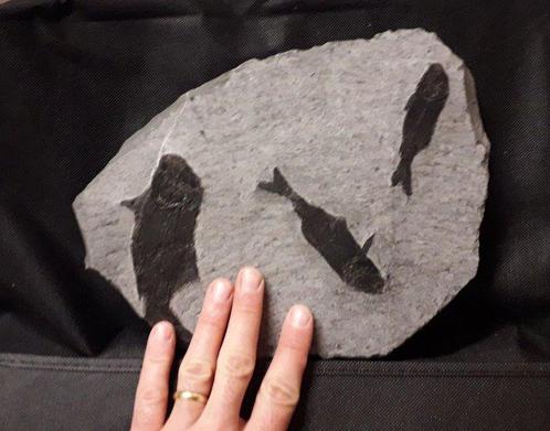 Gefossiliseerd geleed skelet - mortary plate with 3, Verzamelen, Mineralen en Fossielen