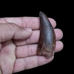 Dinosaurus - Fossiele tand - CARCHARODONTOSAURUS - 7 cm