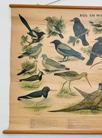 H.J. Slijper - Three old school posters, birds (Bos-en, Antiek en Kunst