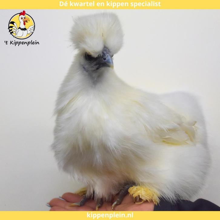 Zijdehoender Kriel - Jonge hennen te koop - Handtam, Dieren en Toebehoren, Pluimvee, Kip, Meerdere dieren