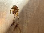 Vogel Volledig skelet met schedel - Orthotomus ruficeps - 7, Nieuw