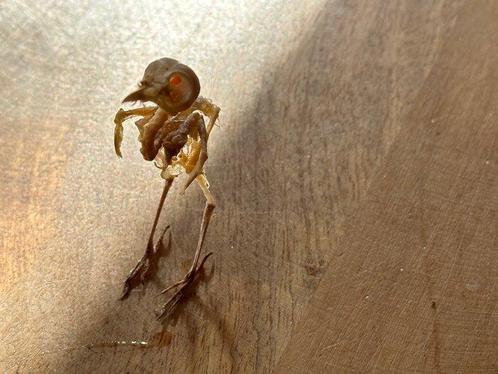 Vogel Volledig skelet met schedel - Orthotomus ruficeps - 7, Verzamelen, Dierenverzamelingen