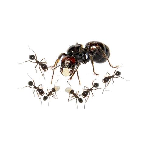 Messor barbarus kolonie, koningin en 20+ werksters, Geen, Dieren en Toebehoren, Insecten en Spinnen