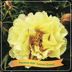 Paeonia Itoh - Lemon Dream, Tuin en Terras, Planten | Tuinplanten, Verzenden