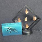 Dinosaurus Tand - Mosasaurus - 11 cm - 5 cm - 11 cm - (5), Nieuw