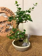 Liguster bonsai (Ligustrum) - Hoogte (boom): 31 cm - Diepte