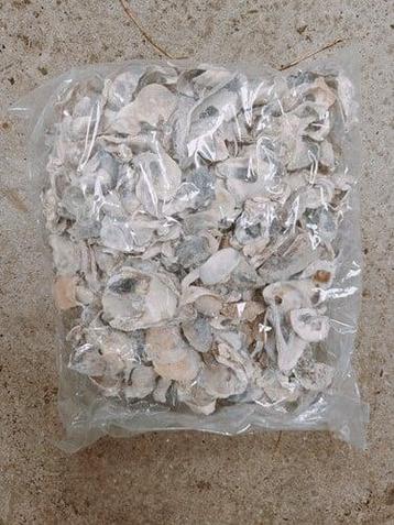 Oesterschelpen Stukjes 1 kilo beschikbaar voor biedingen