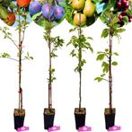 fruitbomen Appel Peer Kers Pruim + Pot 11cm 4, Tuin en Terras, Planten | Fruitbomen, Volle zon, Verzenden