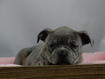 Old English Bulldog pups! t Gezonde type. Mogen direct mee! beschikbaar voor biedingen