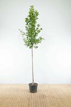 Pyrus calleryana Chanticleer hoogstam 20/25