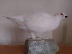 Pernice bianca Taxidermie volledige montage - Lagopus muta, Nieuw