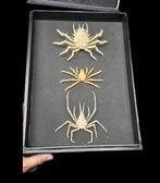 Beautiful museum-quality collection of Asian sea crabe, Nieuw