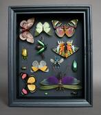 Vlinder Taxidermie volledige montage - Urania ripheus,, Nieuw