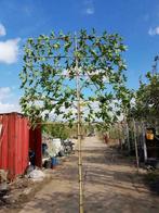 liquidambar geleide amberboom leiamberboom vanaf de kwekerij, 100 tot 250 cm