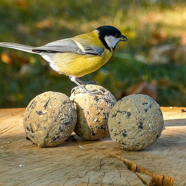 Premium kwaliteit vetbollen (Tip), Dieren en Toebehoren, Vogels | Toebehoren, Nieuw, Eten en Drinken, Verzenden