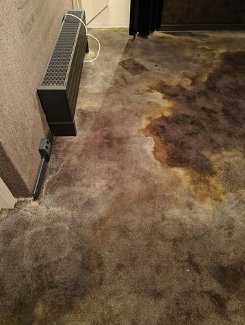 Professionele Vloerbedekking Reiniging op Locatie! beschikbaar voor biedingen