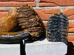 Wolharige mammoet - Fossiele kies - Mammuthus primigenius -