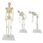 Anatomie model menselijk skelet met ruggenmergzenuwen, fl..., Verzenden, Nieuw