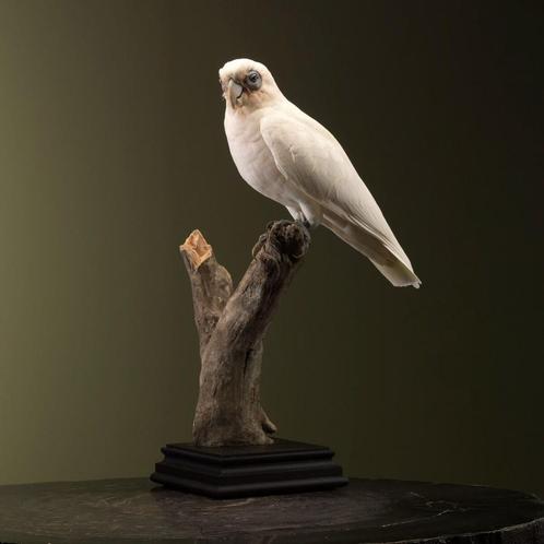 Corella Kaketoe Taxidermie Opgezette Dieren By Max, Verzamelen, Dierenverzamelingen, Opgezet dier, Nieuw, Vogel, Ophalen of Verzenden