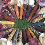Zea Earth Tones Dent corn Siermais, Ophalen of Verzenden, Nieuw