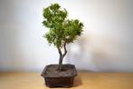 Boeddha-den bonsai (Podocarpus macrophyllus) - Hoogte