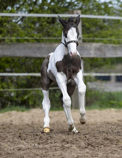 ***   EERSTE  American Paint Horse VEULEN  2024   ***, Dieren en Toebehoren, Paarden, Minder dan 160 cm, Met stamboom, Gechipt