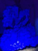XL Fluoriet (met zeldzame daglichtfluorescentie), Verzamelen, Mineralen en Fossielen