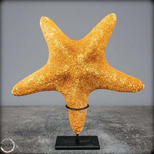 Mooie zeester Asterias Rubens op stand- 343.95 g, Verzamelen, Dierenverzamelingen