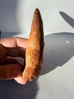 Dinosaurus - Fossiele tand - Spinosaurus aegyptiacus - 12.1, Verzamelen