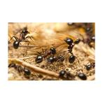 Mierenfamilie M met 10-15 werksters