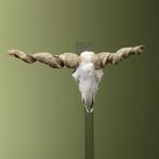 Racka Schaap Schedel Taxidermie Opgezette Dieren By Max, Verzamelen, Dierenverzamelingen, Ophalen of Verzenden, Nieuw, Wild dier