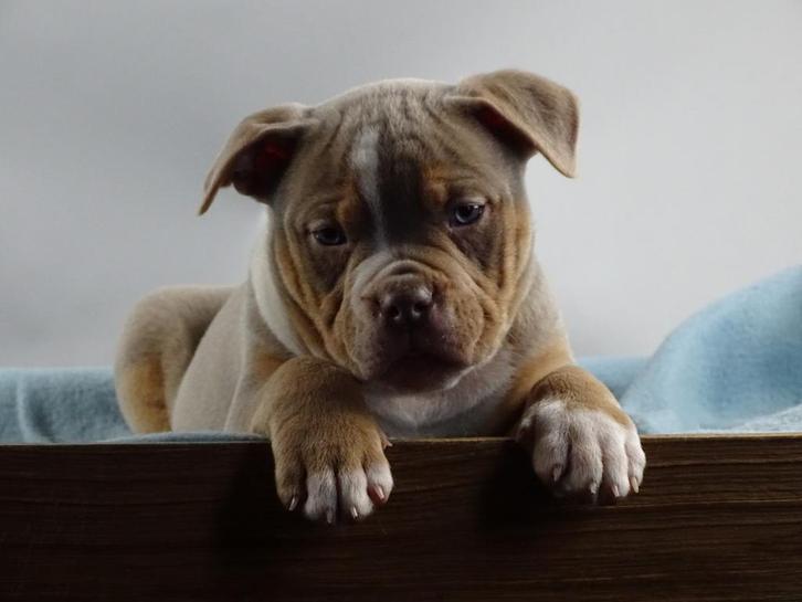 Old English Bulldog pups! t Gezonde type. Mogen direct mee!, Dieren en Toebehoren, Honden | Bulldogs, Pinschers en Molossers, Meerdere