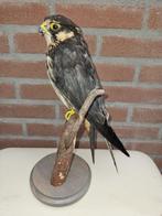 Boomvalk ( vrouw ) Taxidermie volledige montage - Falco, Nieuw