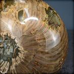 Zeer zeldzame natuurlijke Nautilus Fossiel- 2587.17 g, Verzamelen, Mineralen en Fossielen