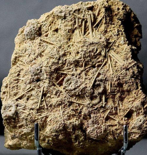 Verbluffende massasterfteplaat van zeeëgels - Fijne bewaring, Verzamelen, Mineralen en Fossielen
