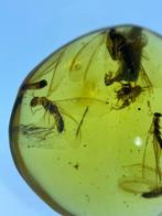 Amber - Barnsteen - Three Isoptera, Burmese Amber, Insect