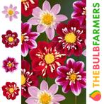 The Bulb Farmers - 12 x Dahlia pakket  The Impressions, Verzenden, Bloembol