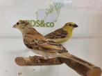 Ruim aanbod mooie vogels. Dinsdagavond en Zondag geopend, Dieren en Toebehoren, Vogels | Overige Vogels, Meerdere dieren
