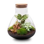 DIY terrarium - Sam XL Rood -  35 cm - Normal, Verzenden