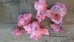 Murex Indivia schelpen pink washed, 250 gram, Ophalen of Verzenden, Nieuw