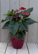 Flamingoplant Anthurium rood in rode pot 40 cm - Warentuin N, Verzenden