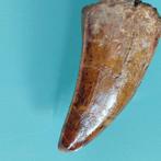 Dinosaurus - Fossiele tand - Carcharodontosaurus sp. - 50 mm