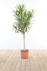 Nerium Oleander op stam wit hoogte inclusief pot 100-120cm