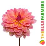 The Bulb Farmers - 12 x Dahlia Pacific View - zalmkleurig, Voorjaar, Bloembol, Verzenden, Volle zon